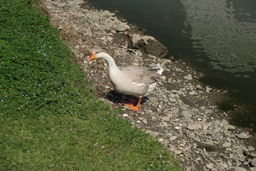 Geese of Kholmogory breed, gray geese walk on the lake. Domestic species of birds.