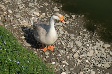 Geese of Kholmogory breed, gray geese walk on the lake. Domestic species of birds.