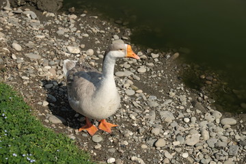 Geese of Kholmogory breed, gray geese walk on the lake. Domestic species of birds.