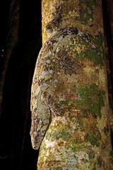 Neukaledonischer Riesengecko / New Caledonian giant gecko (Rhacodactylus leachianus), Île des Pins, Neukaledonien / New Caledonia  © bennytrapp