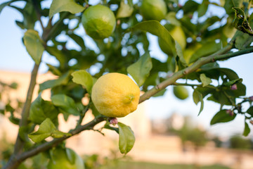 Lemon tree fruits outdoors garden background.