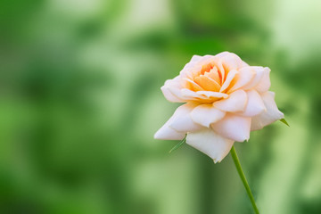 Beautiful pink rose in a garden