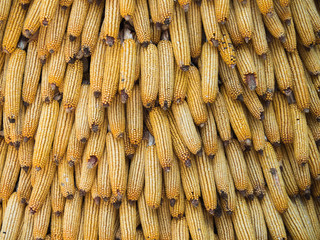 Dried corn cob