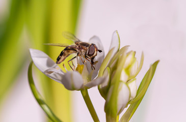 macro of a hoverfly (syrphidae) on a star of bethlehem (ornithogalum) blossom on sunny spring day with blurred bokeh background