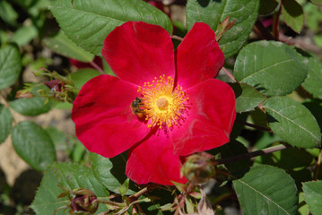 Bee with pollen basket on a bright red rose flower, Scarlet Fire