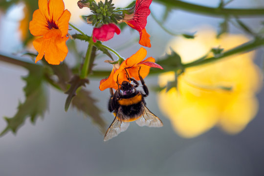 Close Up Of A Bumble Bee On Orange Nemesia Sunsatia Blossom With Beautiful Blurred Bokeh Background; Save The Bees Pesticide Free Biodiversity Concept