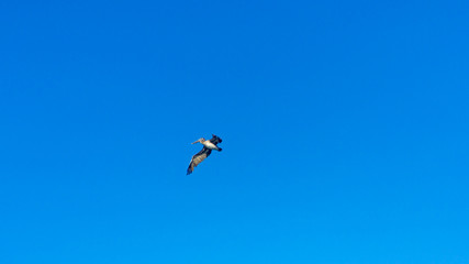 Pelican with open wings flying on a clear summer sky