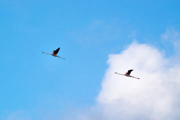 Two flamingos in flight remember Yin and Yang