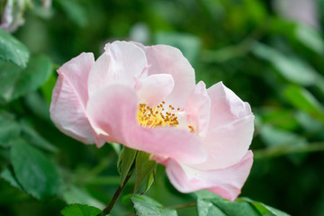 Obraz na płótnie Canvas A beautiful and delicate pink rose