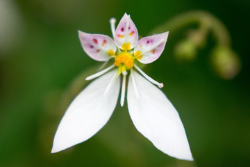 A curious and asymmetrical flower