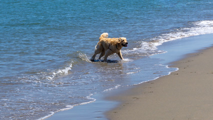 Golden retriever playing by the sea on a summer day
