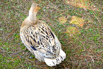 Ducks in a birdhouse in Batumi, Georgia. Domestic species: musky duck, cinder, Peking duck, Rouen duck.