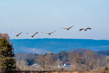 Flocks of Sandhill Cranes flying over Hiwassee wildlife sanctuary in Birchwood Tennessee.