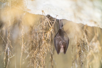 Closeup lesser horseshoe bat hanging from growth of rootws top while hibernating