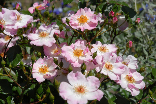 Pale pink flowers of Shrub Rose, Smarty