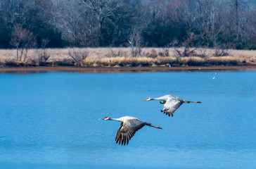 Sandhill Cranes flying over landscape at Hiwassee Wildlife Refuge