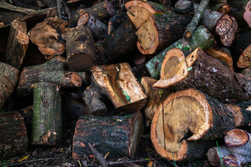 stack of wood that is ready to be processed after logging in the forest