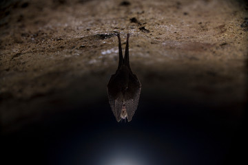 Closeup horseshoe bat covered by wings, hanging upside down while hibernating.
