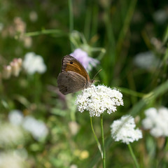 Butterfly (Maniola jurtina) on white inflorescence