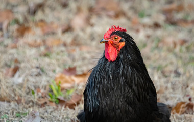 Black Rooster foraging on farm land in Birchwood Tennessee.
