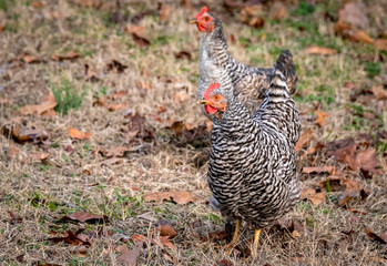 Roosters foraging on farm land in Birchwood Tennessee.