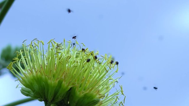Flor com abelhas , gravado com sny 7sII 1920X1080 EM 120FPS