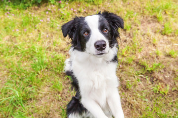 Outdoor portrait of cute smilling puppy border collie sitting on grass flower background. New lovely member of family little dog gazing and waiting for reward. Pet care and funny animals life concept.