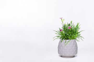 Beautiful Cravina Dianthus chinensis Flowers (China Pink) in pot (vase) isolated on white background