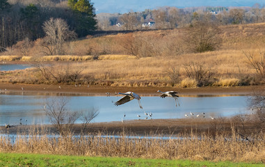 Sandhill Cranes in natural environment at Hiwassee Wildlife Refuge in Birchwood Tennessee.