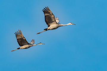 Sandhill Cranes flying over Hiwassee wildlife sanctuary in Birchwood Tennessee.