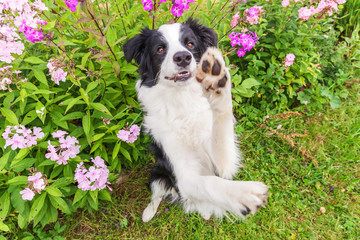 Outdoor portrait of cute smiling puppy border collie sitting on grass flower background. New lovely member of family little dog jumping and waiting for reward. Pet care and funny animals life concept