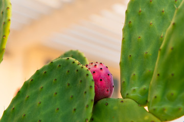 Prickly pear fruit (Opuntia, Fico d'India) at sunrise light, Sicily, Italy