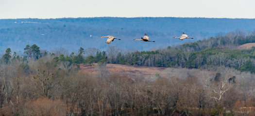 Sandhill Cranes in natural habitat at Hiwassee wildlife sanctuary in Birchwood Tennessee.