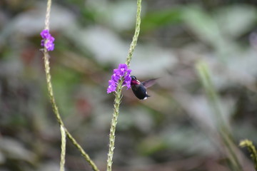 little gorgeted woodstar