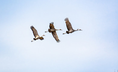 Sandhill Cranes flying at Hiwassee wildlife sanctuary in Birchwood Tennessee.