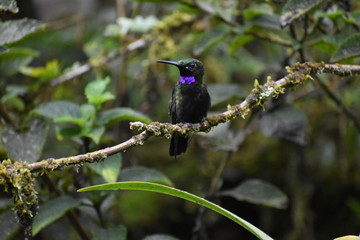 brilliant hummingbird perched