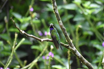 black throated brilliant