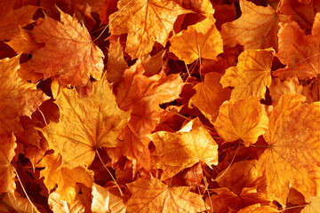 Autumn creative composition. Beautiful autumn leaves as background. Fall leaf. Flat lay, top view, copy space
