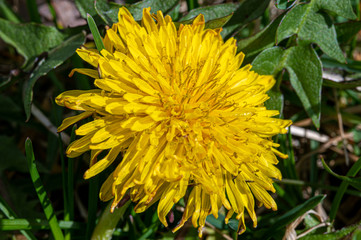 Dandelion in grass