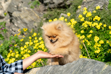 The Pomeranian Spitz puppy dog gives a paw. Female hand. Dogs are fully visible. Puppy stands on a stone