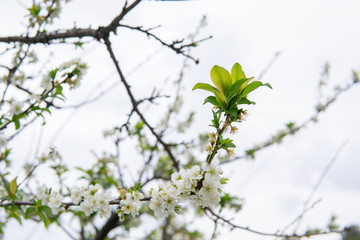 green leaves and blue sky