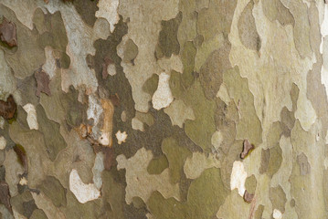 Interesting olive green and gray tree bark with camoflage pattern - obrazy, fototapety, plakaty