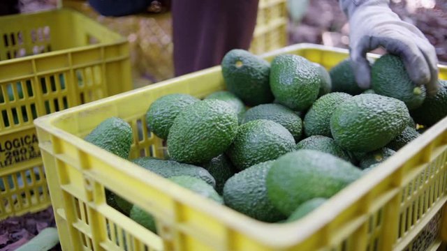 A woman farmer working in the hass avocado harvest season