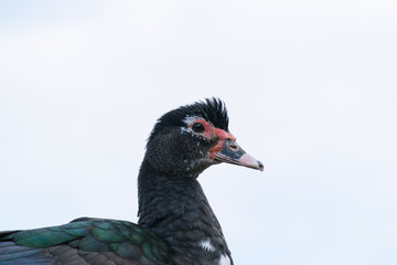Muscovy duck or musk duck portrait (Cairina moschata)