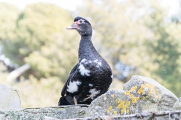 Muscovy duck or musk duck portrait (Cairina moschata)