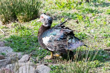 Muscovy duck or musk duck portrait (Cairina moschata)