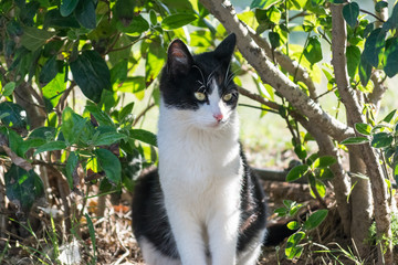 Portrait of black and white cat