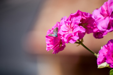 Small butterfly on pink geranium