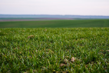 Young green wheat seedlings growing on a field. Agricultural field on which grow immature young cereals, wheat. Wheat growing in soil. Close up on sprouting rye on a field in sunset. Sprouts of rye.