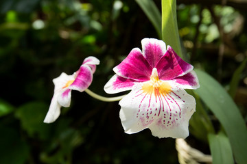 beautiful white and purple orchidbeautiful white and purple orchid